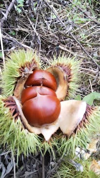 農業公園信貴山のどか村に投稿された画像（2021/9/19）