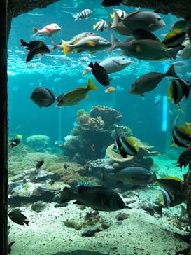 串本海中公園水族館に投稿された画像（2021/9/19）