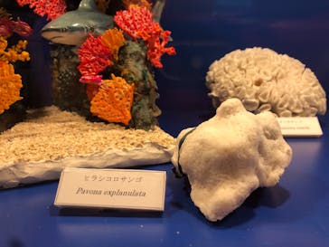 串本海中公園水族館に投稿された画像（2021/9/19）