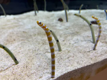 すみだ水族館に投稿された画像（2021/9/19）