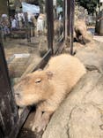 伊豆シャボテン動物公園に投稿された画像（2021/9/19）
