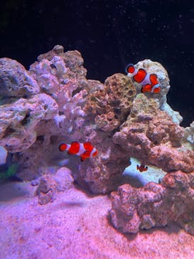 マクセル アクアパーク品川に投稿された画像（2021/9/19）