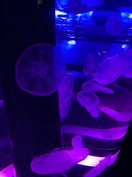 マクセル アクアパーク品川に投稿された画像（2021/9/19）