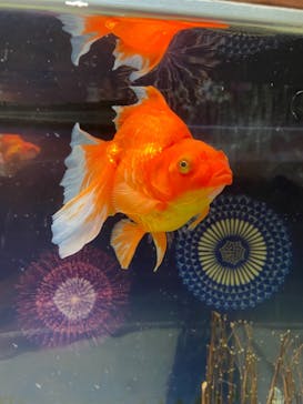 マクセル アクアパーク品川に投稿された画像（2021/9/19）