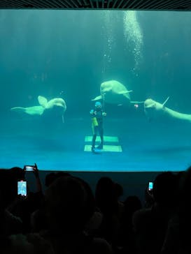 島根県立 しまね海洋館に投稿された画像（2021/9/19）