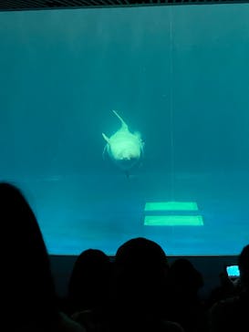 島根県立 しまね海洋館に投稿された画像（2021/9/19）