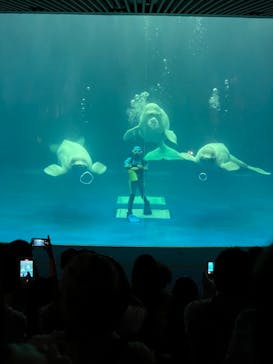 島根県立 しまね海洋館に投稿された画像（2021/9/19）