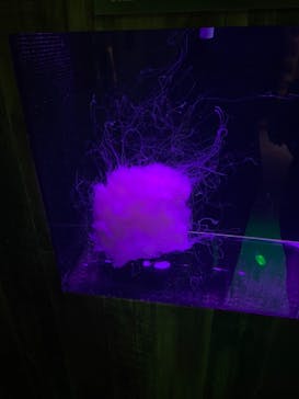 島根県立 しまね海洋館に投稿された画像（2021/9/19）