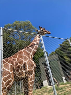 しろとり動物園に投稿された画像（2021/9/19）