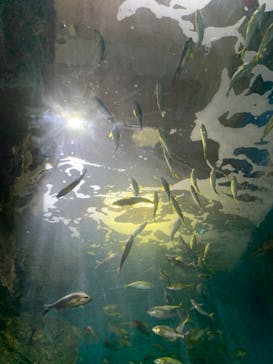 名古屋港水族館に投稿された画像（2021/9/19）