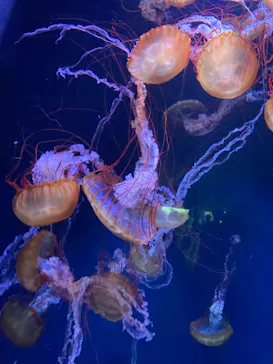 すみだ水族館に投稿された画像（2021/9/19）