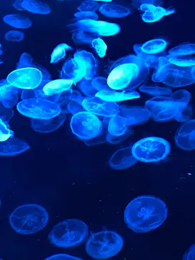 すみだ水族館に投稿された画像（2021/9/19）