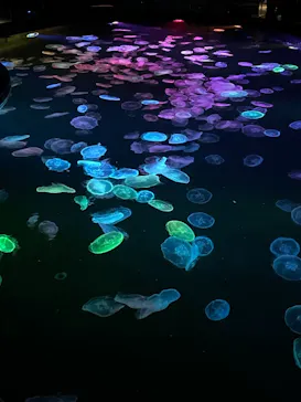 すみだ水族館に投稿された画像（2021/9/19）