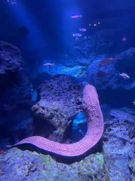 すみだ水族館に投稿された画像（2021/9/19）
