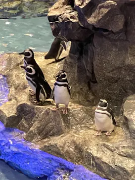 すみだ水族館に投稿された画像（2021/9/19）