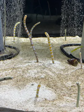 すみだ水族館に投稿された画像（2021/9/19）