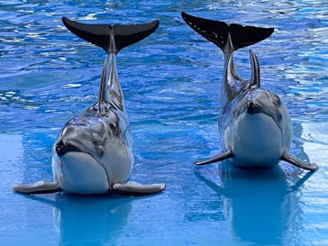 名古屋港水族館に投稿された画像（2021/9/19）