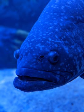 マクセル アクアパーク品川に投稿された画像（2021/9/19）