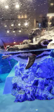 すみだ水族館に投稿された画像（2021/9/19）