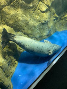 新江ノ島水族館に投稿された画像（2021/9/19）