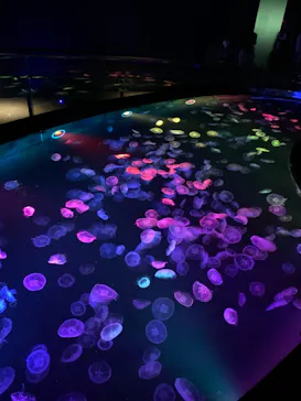 すみだ水族館に投稿された画像（2021/9/19）