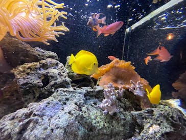 京都水族館に投稿された画像（2021/9/19）