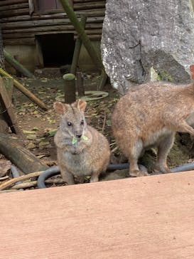 伊豆シャボテン動物公園に投稿された画像（2021/9/19）