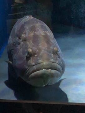 名古屋港水族館に投稿された画像（2021/9/19）