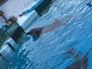 名古屋港水族館に投稿された画像（2021/9/19）