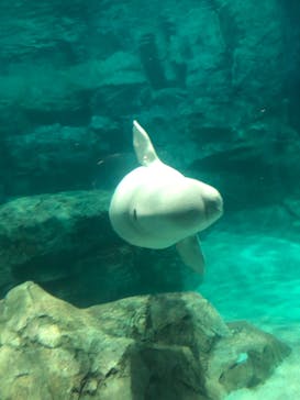 名古屋港水族館に投稿された画像（2021/9/19）