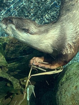 サンシャイン水族館に投稿された画像（2021/9/19）