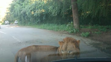 群馬サファリパークに投稿された画像（2021/9/19）