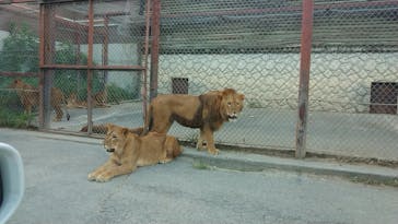 群馬サファリパークに投稿された画像（2021/9/19）