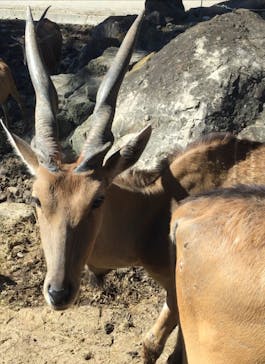 群馬サファリパークに投稿された画像（2021/9/19）