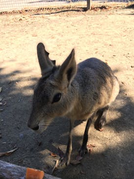 群馬サファリパークに投稿された画像（2021/9/19）