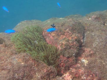 ARK Diving Shop 串本店に投稿された画像（2021/9/19）