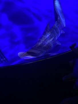 新江ノ島水族館に投稿された画像（2021/9/19）