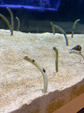 すみだ水族館に投稿された画像（2021/9/19）