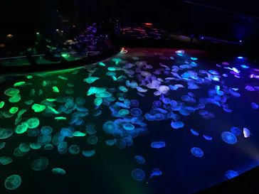 すみだ水族館に投稿された画像（2021/9/19）