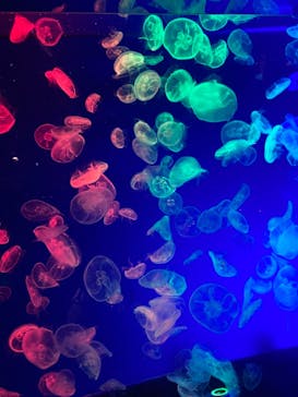 名古屋港水族館に投稿された画像（2021/9/19）