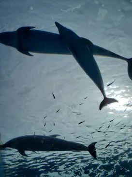 横浜・八景島シーパラダイスに投稿された画像（2021/9/19）