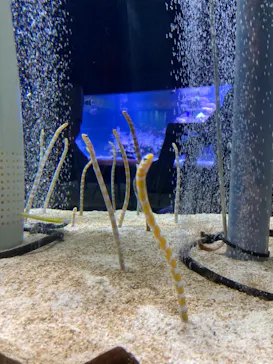 すみだ水族館に投稿された画像（2021/9/19）