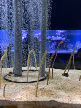 すみだ水族館に投稿された画像（2021/9/19）