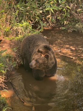 サホロリゾート　ベア･マウンテンに投稿された画像（2021/9/19）