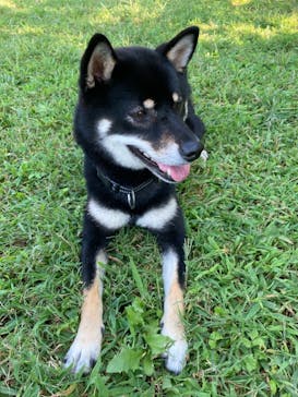 世界の名犬牧場に投稿された画像（2021/9/19）