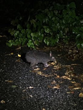 奄美ナイトガイドサービスに投稿された画像（2021/9/19）