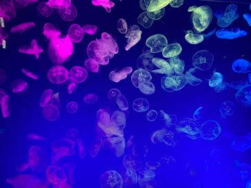 名古屋港水族館に投稿された画像（2021/9/19）