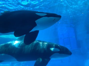 名古屋港水族館に投稿された画像（2021/9/19）