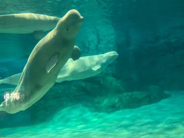 名古屋港水族館に投稿された画像（2021/9/19）