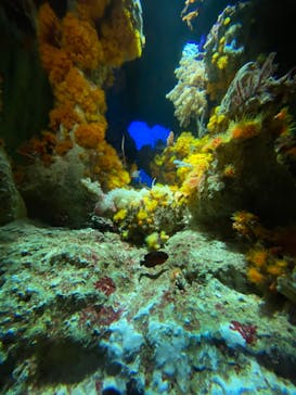 サンシャイン水族館に投稿された画像（2021/9/20）